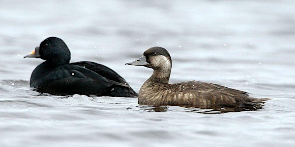 Common Scoters rare breeding ducks on Lough Corrib   Jackie Hunt MCIEEM MSc