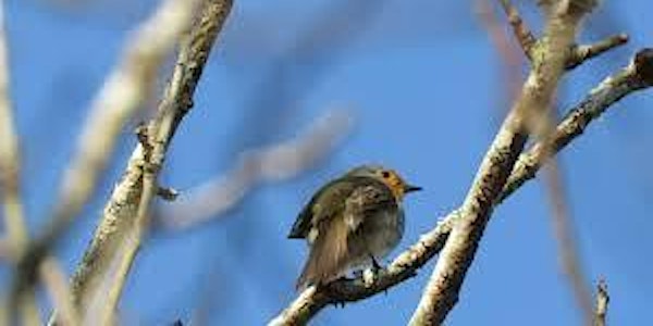 Can the Dawn Chorus help save our species in conversation with Joe Lennon