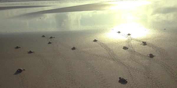 2021 Turtle Walk (BHI Conservancy Member Only Event)