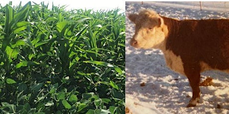 Forage Intercropping: Is it a fit for your farm?