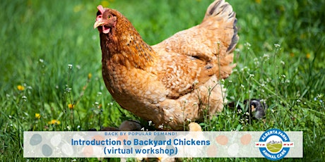 Introduction to Backyard Chickens (Virtual Workshop)