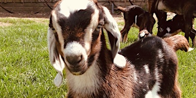 Baby Goat Snuggles & Friendly Goat Encounters