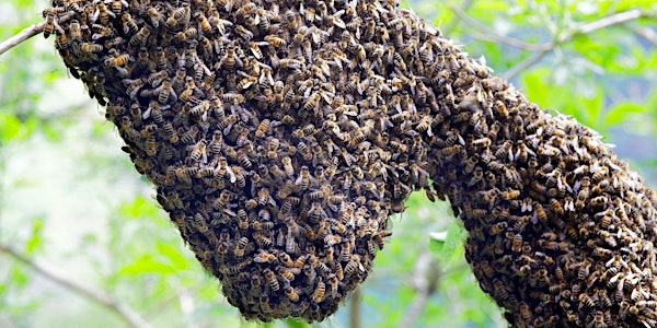 Swarm Management: the Movers and Shakers