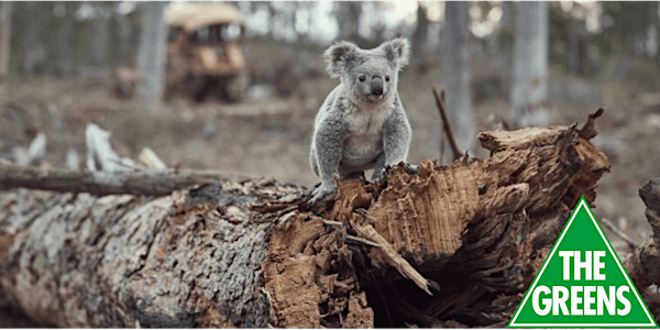 Koala Extinction in NSW - The Facts and Directions for Action