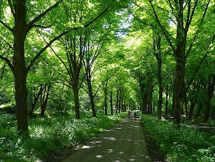  Afbeelding van Met bloeiende bloesems speed-wandelen in het Amsterdamse Bos 