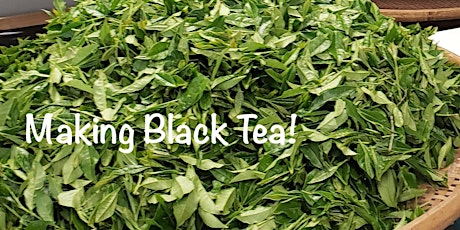 Tea Processing 101 - Black Tea