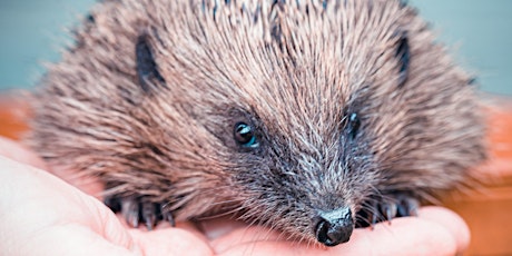 Introduction to Hedgehogs primary image