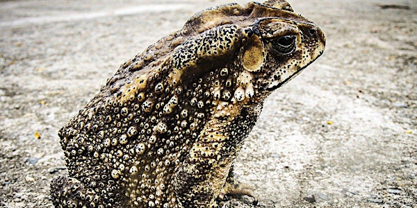 Times of Change: Toads, Transition, and Transformation