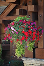 Mother's Day Hanging Flower Baskets primary image