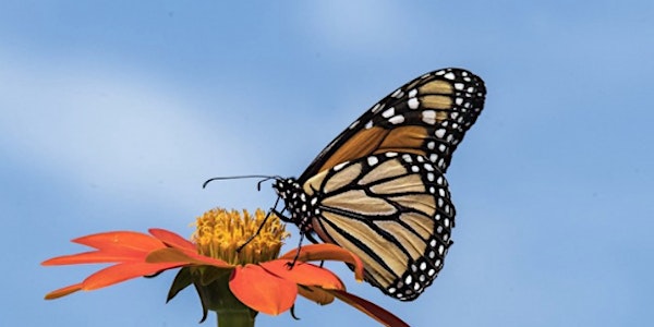 Monarch Butterfly & Viviendo Aquí - Perspectivas de los jóvenes Reception