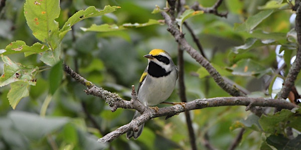 Working Lands for Wildlife - Golden-Winged Warbler Workshop