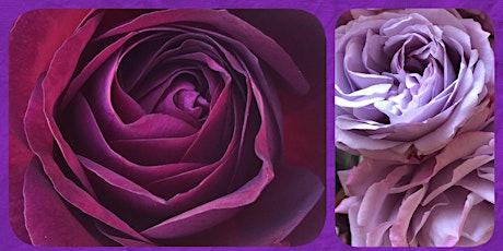 "The Temple of The Purple Rose"  An Introduction to a 5-Week Immersion primary image