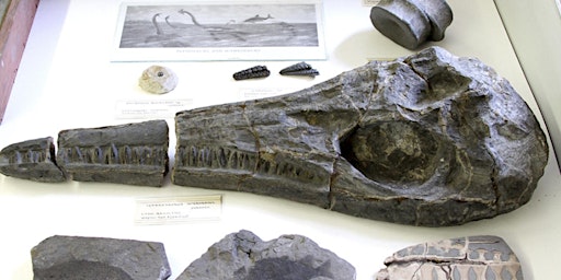 Imagen principal de Paleontological Collection Stories from Phila.'s Natural History Museums