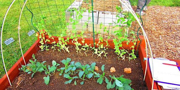 Sustainable Gardening Series: Vegetable Gardening 101