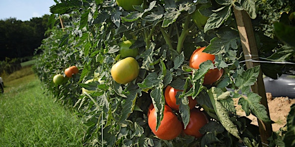 Sustainable Gardening Series: Growing Great Tomatoes