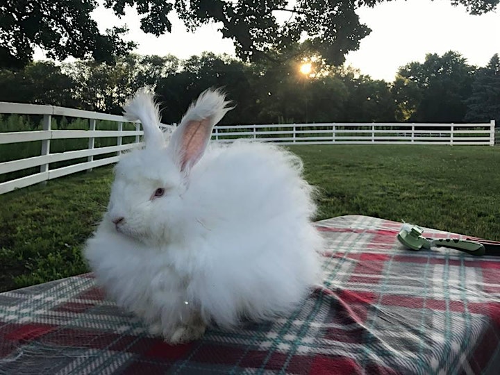 Peacebunny Pasture Buddies July 18 (B) image