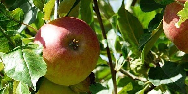 Gratis fruitboom: fruitig en groen Zuidplas (7 mei ophalen)