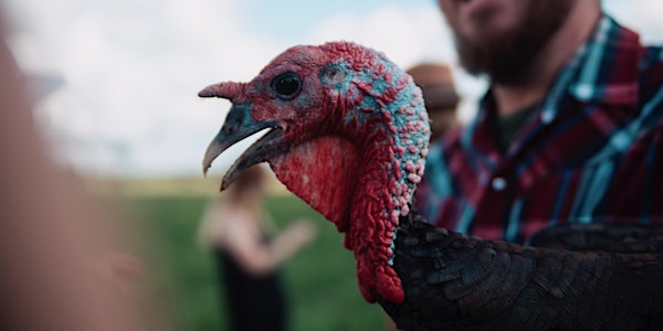 2021 ROAM Ranch Thanksgiving Turkey Harvest 1