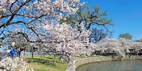 Visit Cherry blossoms with the International Group primary image
