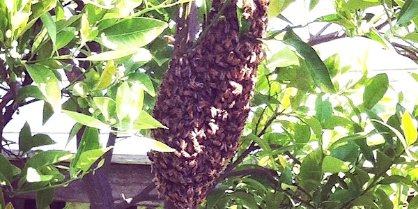 My Hive Swarmed!  Now What?