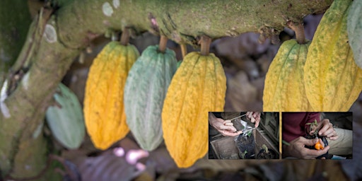 Taller práctico sobre siembra y propagación del maravilloso árbol de cacao.