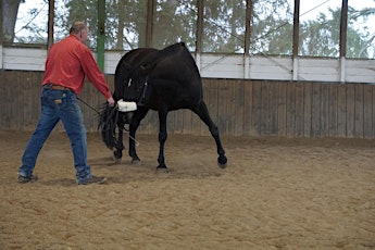 Hauptbild für HORSE bodyforming (Faszientraining in der Bewegung) - Modul 2