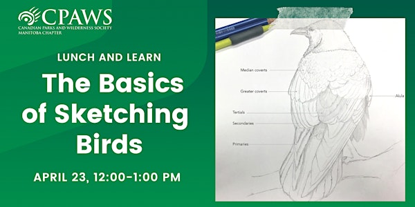 The Basics of Sketching Birds: How To Draw Feathered Friends