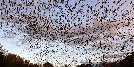 Bracken Cave Preserve Public Bat Flights 2021 - June primary image