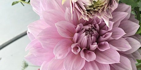 Dahlia immersion! primary image