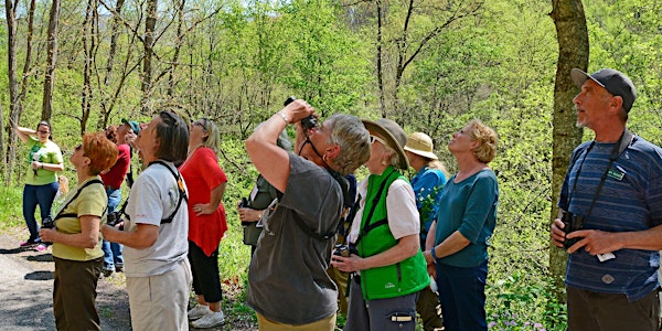 Mountaineer Audubon Spring Bird Walks 2021