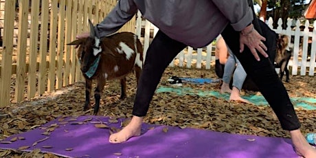 Goat Yoga in Sarasota