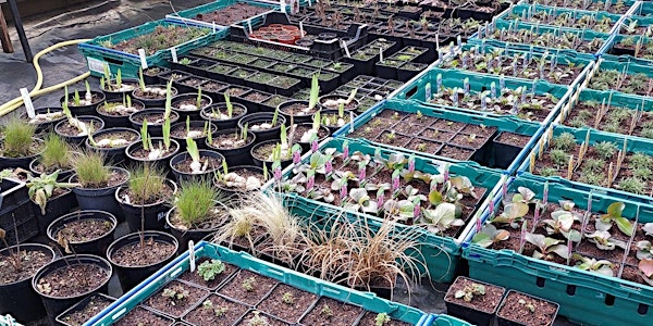Drop-in Plant Sale at Castlebank Horticultural Centre