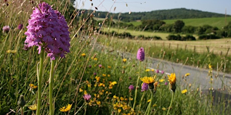 Life on the Edge: creating and managing wildlife-friendly verges