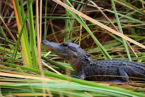 Hauptbild für Everglades National Park Day Trip with Roundtrip Transfer