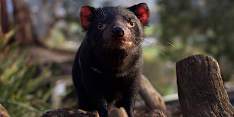 Virtual Bonorong Wildlife Rescue Training 22 May 2021 primary image