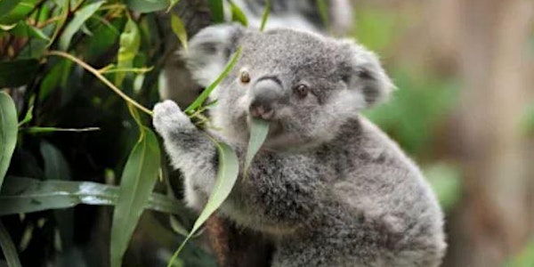 TUA and Think Education - Lone Pine Koala Sanctuary Trip