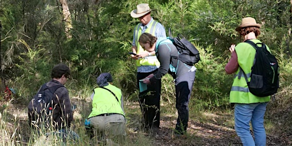 Citizen Science morning - Flora and Insect survey. Track 12-13, YNCA