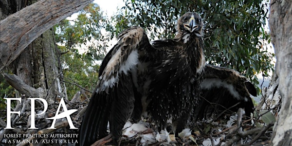 Introduction to Tasmanian eagles