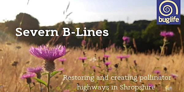 Shropshire's Pollinator Highways: An introduction to  Severn B-lines