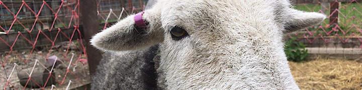 Lamb Bottle Feeding image