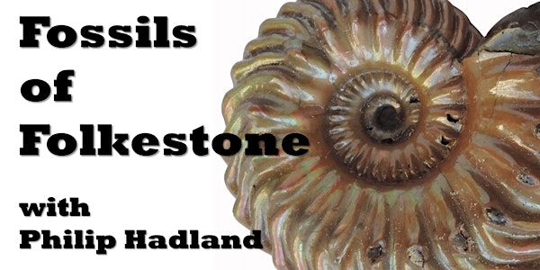 Fossils of Folkestone
