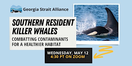 Primaire afbeelding van Southern Resident Orcas: Combatting Contaminants for Healthy Habitats