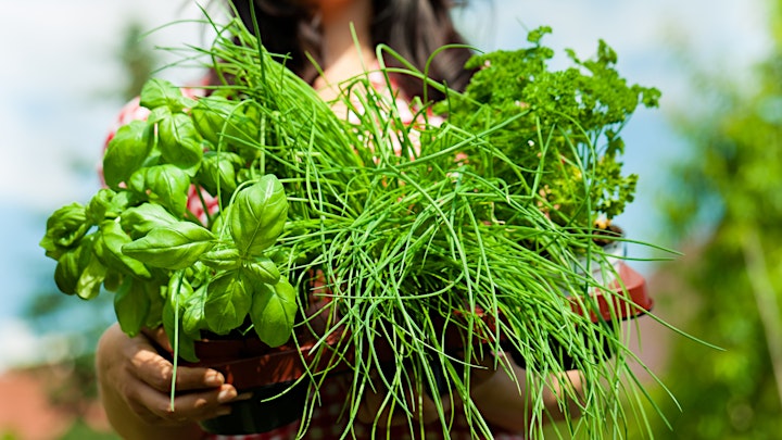 Herb Gardening image