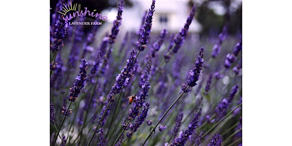 Sunshine Lavender Farm's June Bloom Experience