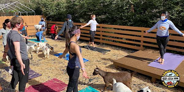 Goat Yoga at Lemos Farm