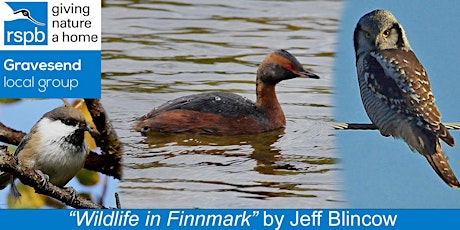 Wildlife in Finnmark by Jeff Blincow