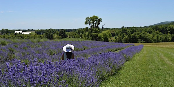Maryland Lavender Festival at Springfield Manor SATURDAY June 11