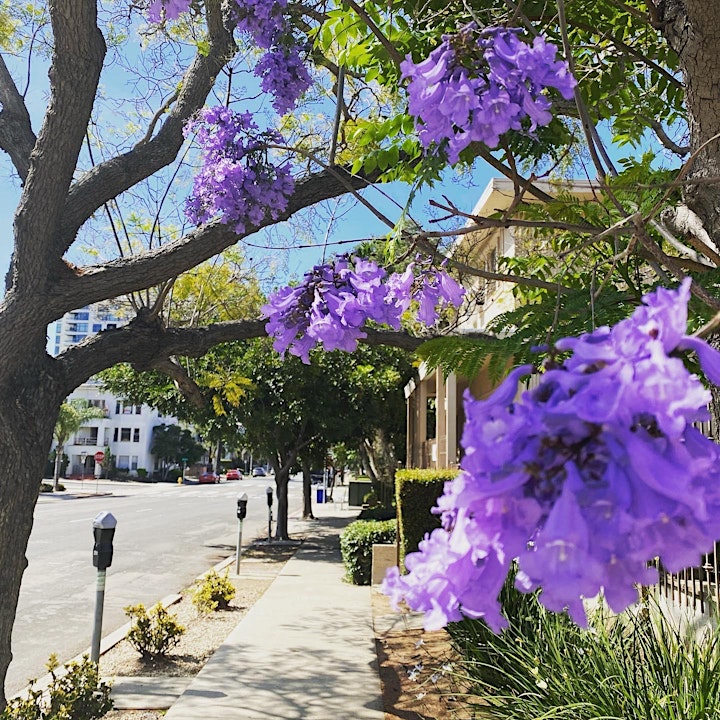 
		Blossoms, Bridges and Mansions of Bankers Hill - FREE LIVE VIRTUAL TOUR image
