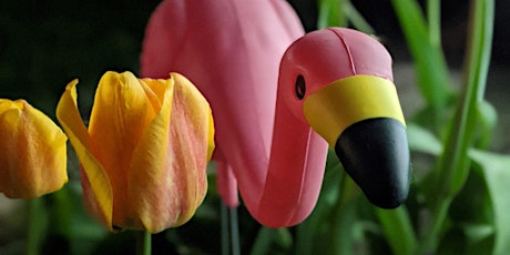 Flamingo Flocking Fundraiser primary image