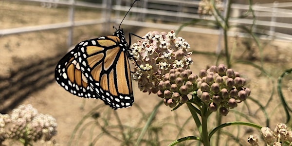 Southern California Monarch and Milkweed Conference